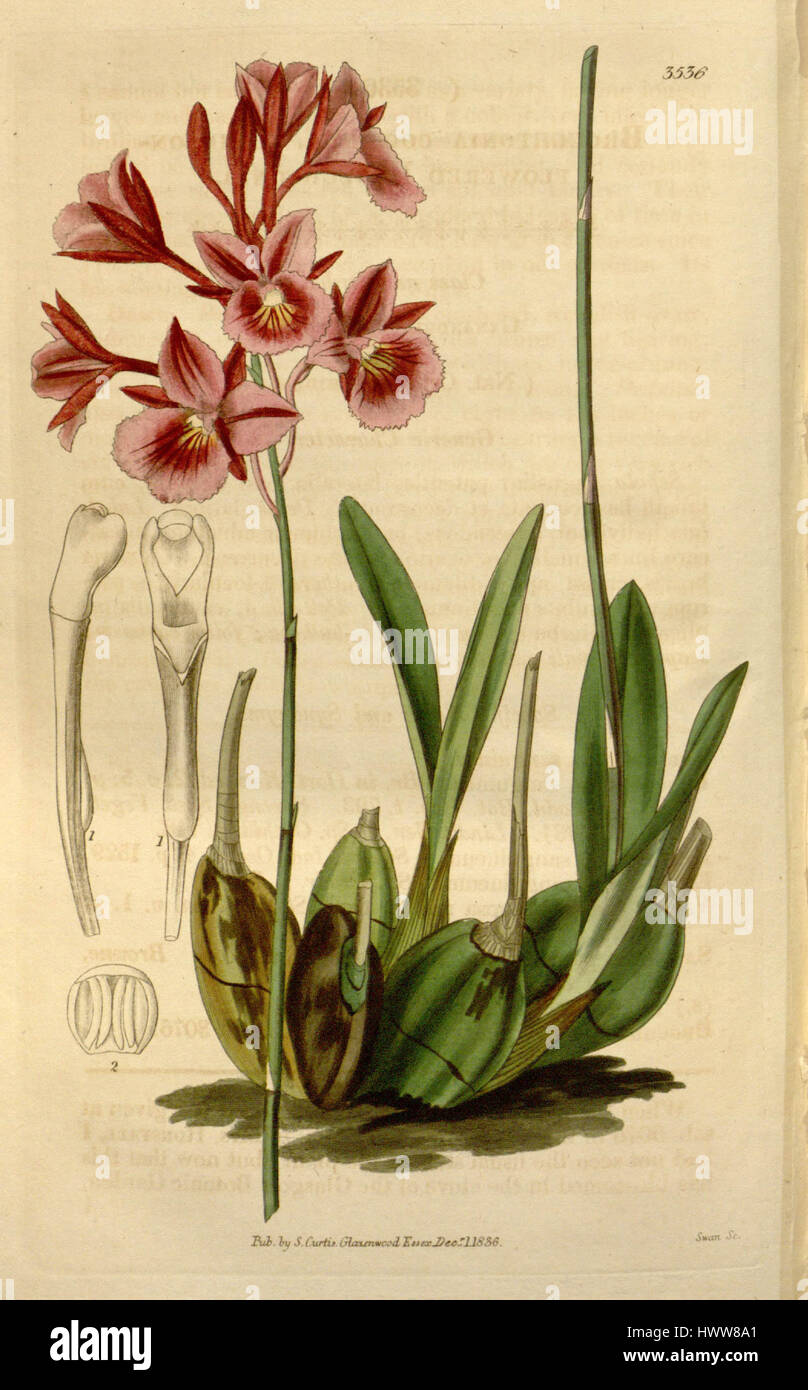 Broughtonia sanguinea ist eine Orchideenart, die 1836 in der botanischen Literatur zu finden ist. Diese Orchidee ist in der Karibik beheimatet und für ihre leuchtend roten Blüten bekannt. Es wurde in den botanischen Studien des 19. Jahrhunderts als Exemplar des Ziergartenbaus dargestellt. Stockfoto