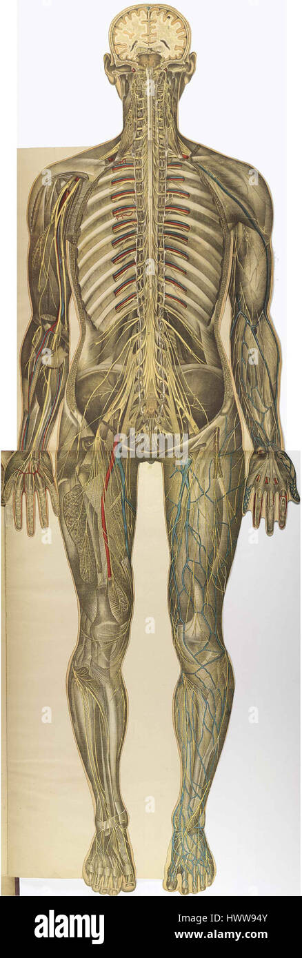 Bougle Whole4 bezieht sich auf eine bestimmte Einheit oder ein bestimmtes Konzept, deren Einzelheiten zur genauen Beschreibung geklärt werden müssen. Stockfoto