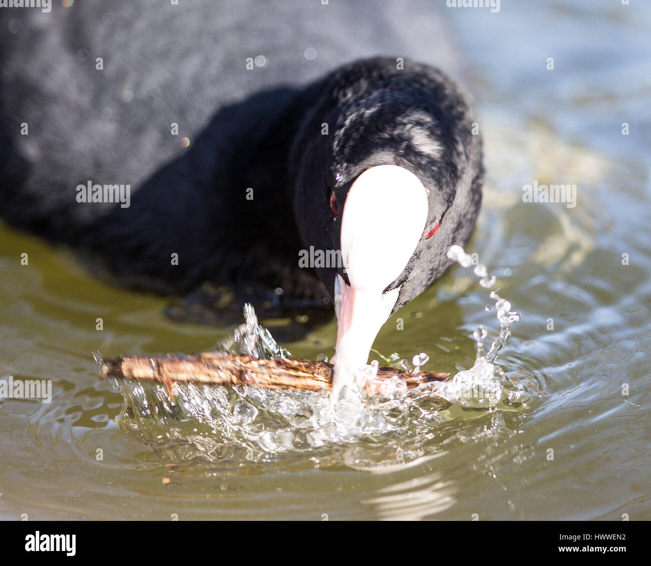 Blässhuhn Wasservögel auf der Oberfläche eines Sees Stockfoto