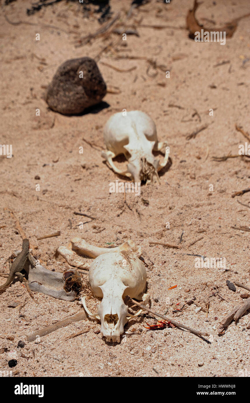 Santa Fe, Ecuador. 21. Oktober 2016. Santa Fe ist eines der vielen kleinen Inseln des Galapagos Archipels, die von Menschen unbewohnt sind. Schädel der untergegangenen Seelöwen am Strand einer Bucht liegen. 21.10.2016 übernommen. Foto: Reinhard Kaufhold/Dpa-Zentralbild/ZB | weltweite Nutzung/Dpa/Alamy Live-Nachrichten Stockfoto