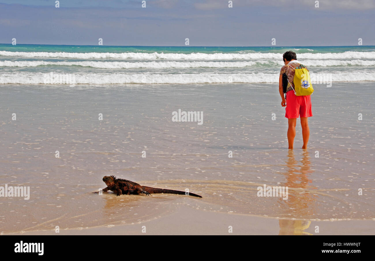 Auf den Galapagos-Archipel Insel Santa Cruz, schwimmt ein Leguan entlang im flachen Wasser im Tortuga Bay in der Nähe von Puerto Ayora. Aufgenommen am 20.10.2016. Foto: Reinhard Kaufhold/Dpa-Zentralbild/ZB | weltweite Nutzung Stockfoto