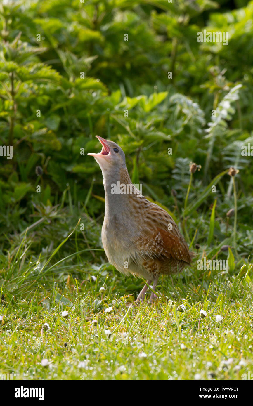 Wachtelkönig (Crex Crex) fordert Machirs im Morgengrauen Stockfoto