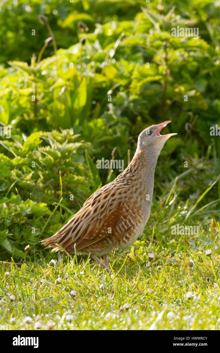 Wachtelkönig (Crex Crex) fordert Machirs im Morgengrauen Stockfoto