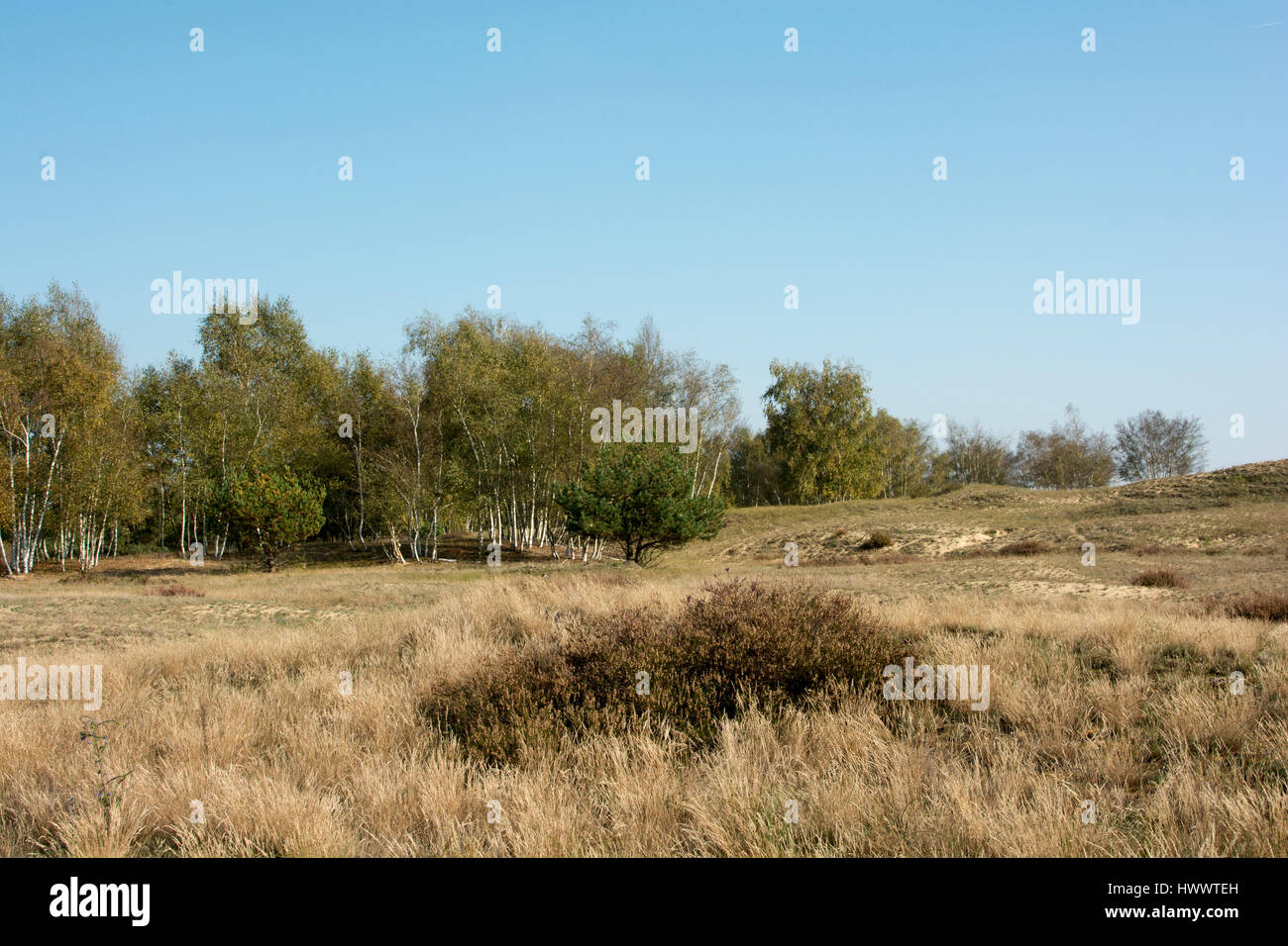 In der Wildnis Jüterbog nach mehr als 150 Jahren als Truppenübungsplatz seit 1992 in einem der seltenen Steppenlandschaft in Deutschland Natur Regeln. Stockfoto