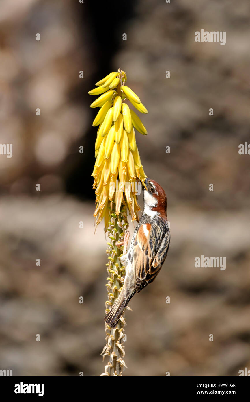 Ein Spanisch Sparrow oder Weide Sperling, Passer Hispaniolensis, Fütterung auf gelben Aloe Vera Blumen wachsen wild in Lanzarote Spanien Stockfoto