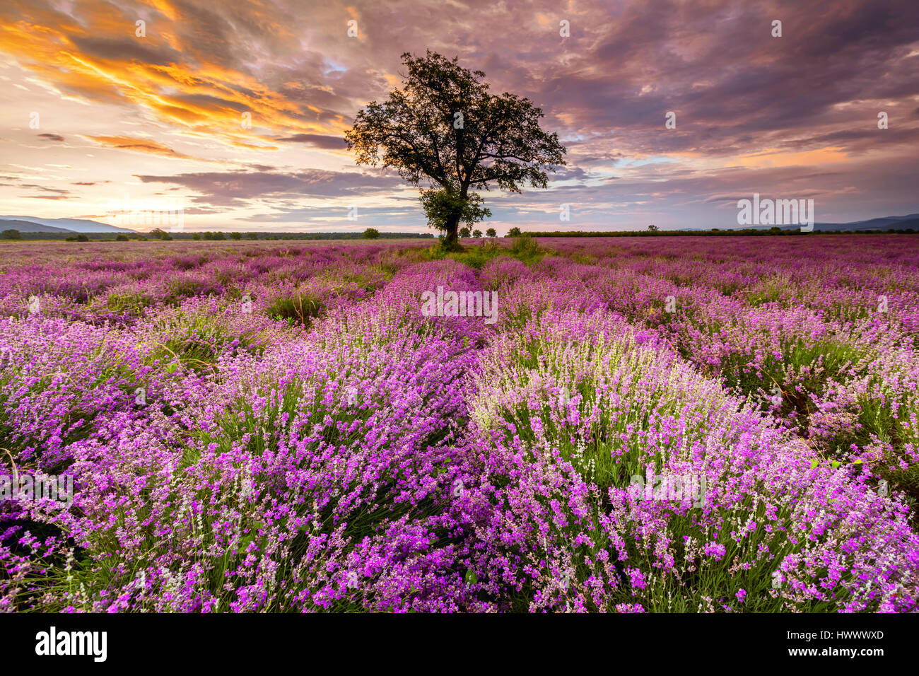 Ein Baum in der Mitte Lavendelfeld bei Sonnenaufgang Stockfoto