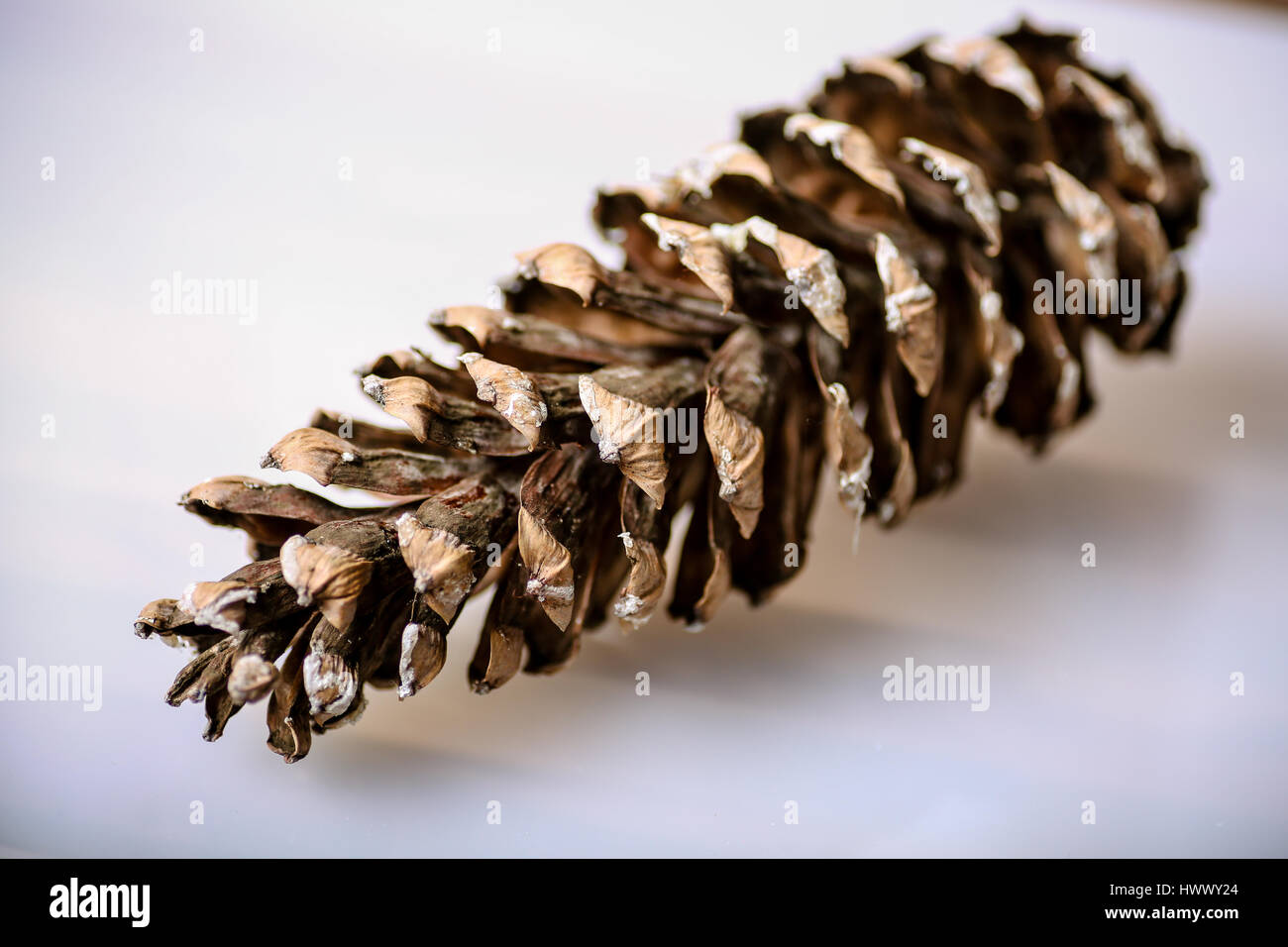 Close up Bilder von Pinus Patula Stockfoto