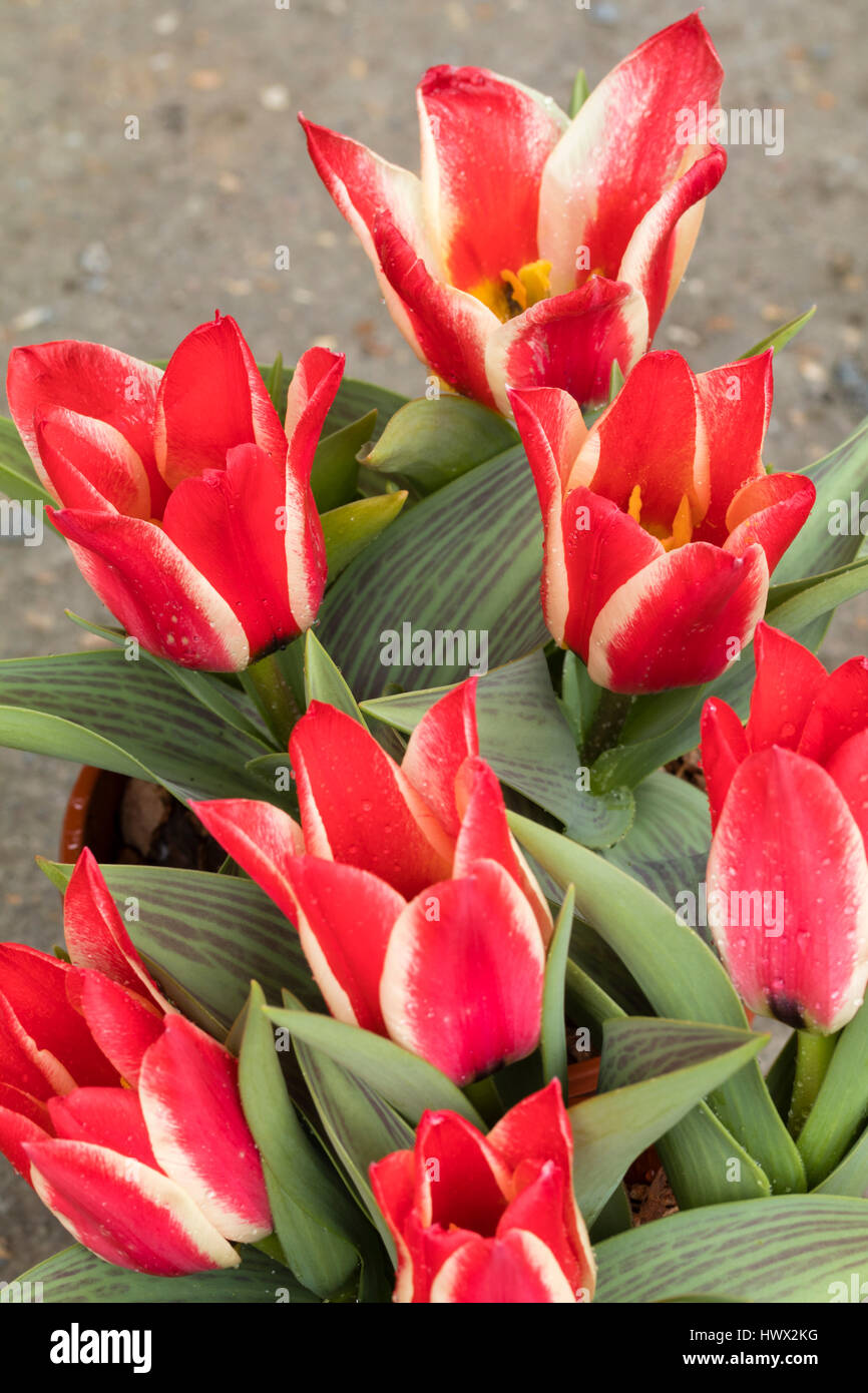 Rot-weiß gestreiften Blüten von früh blühenden Arten, die Tulpe Tulipa Greigii "Pinocchio" Stockfoto