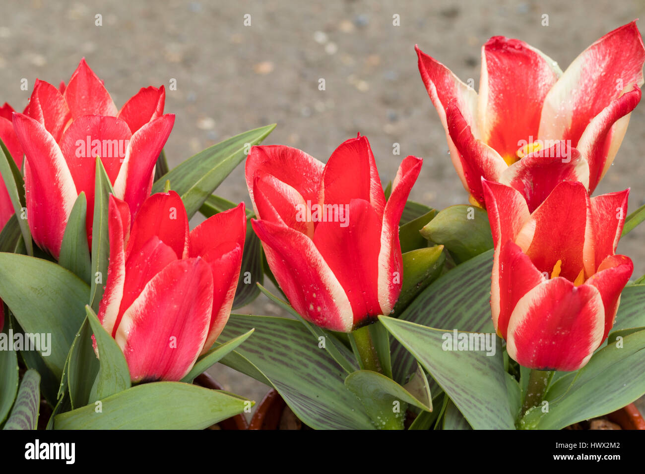 Rot-weiß gestreiften Blüten von früh blühenden Arten, die Tulpe Tulipa Greigii "Pinocchio" Stockfoto