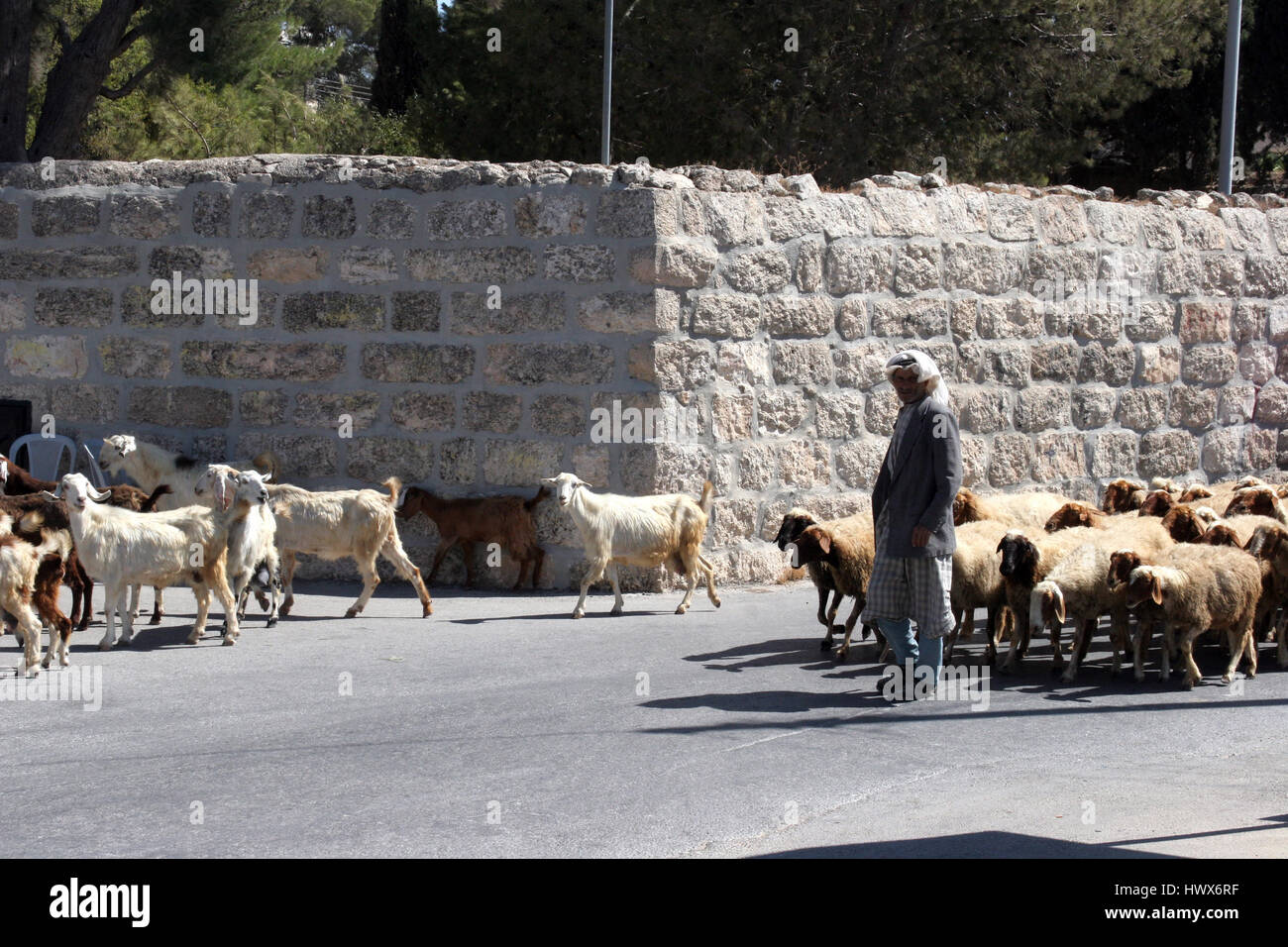 Der Hirte führt eine Herde Schafe weiden wie in biblischen Zeiten in Bethlehem, Israel Stockfoto