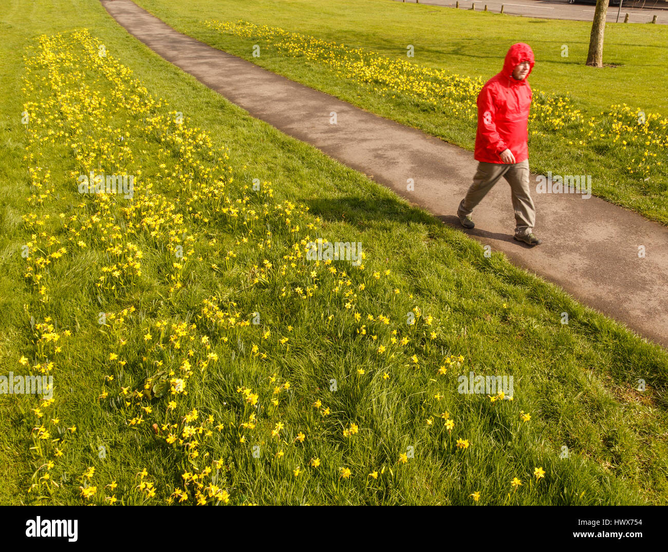 Model Released, 41 jährige Kaukasier Männlich Wanderer das Tragen der roten wasserdichte Jacke entlang öffentlichen Weg im Frühjahr, in Großbritannien. Stockfoto