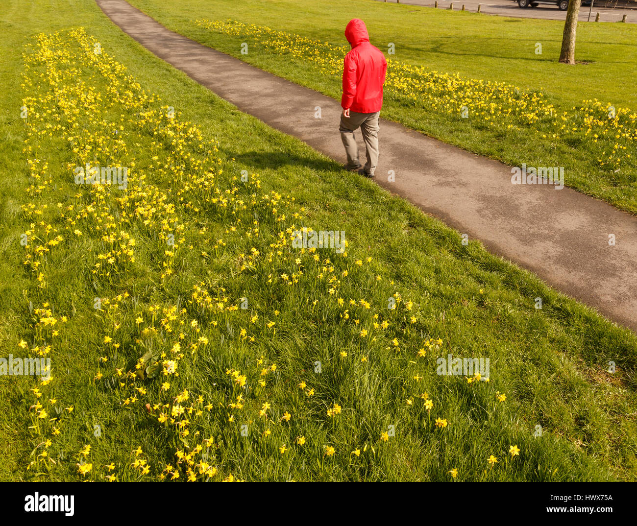 Model Released, unkenntlich männlichen Wanderer das Tragen der roten wasserdichte Jacke entlang öffentlichen Weg im Frühjahr, in Großbritannien. Stockfoto
