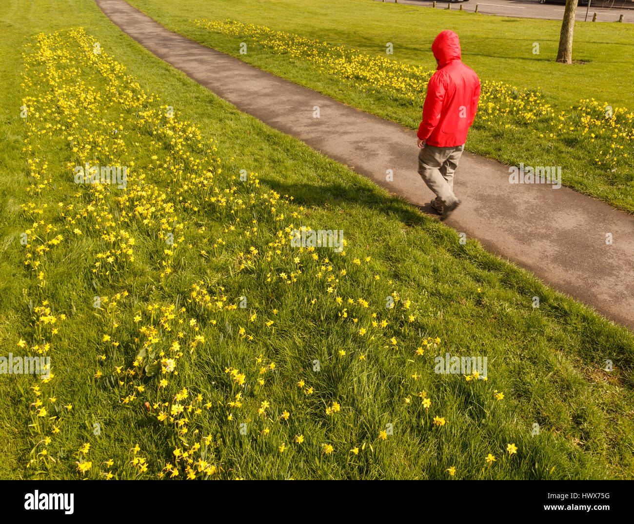 Model Released, unkenntlich männlichen Wanderer das Tragen der roten regen Regenjacke Jacke entlang öffentlichen Weg im Frühjahr, in Großbritannien. Stockfoto