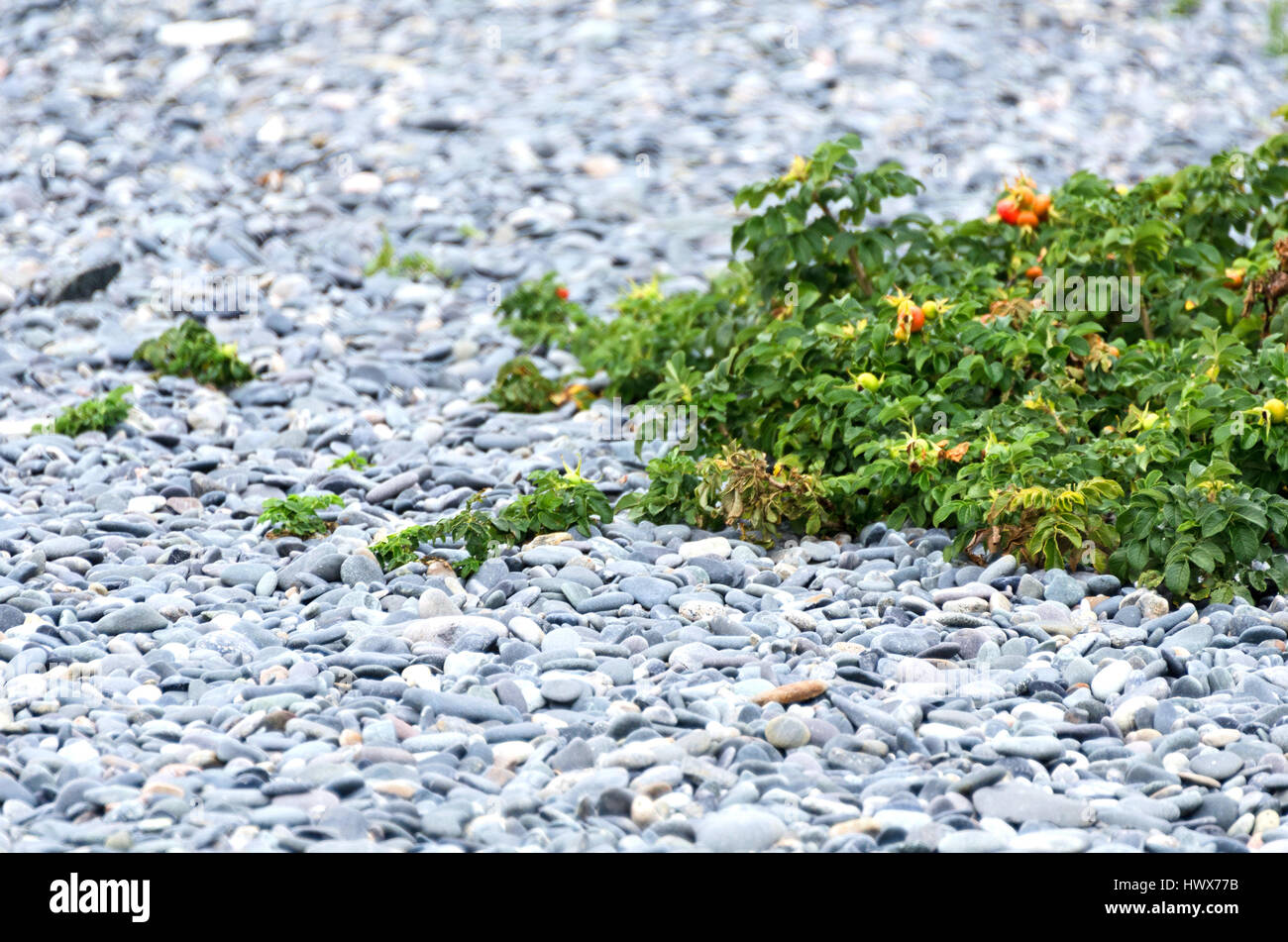 Ein Rugosa rose wuchert durch die Strand-Steinen am Strand Gilley auf wenig Cranberry Island, Maine. Stockfoto