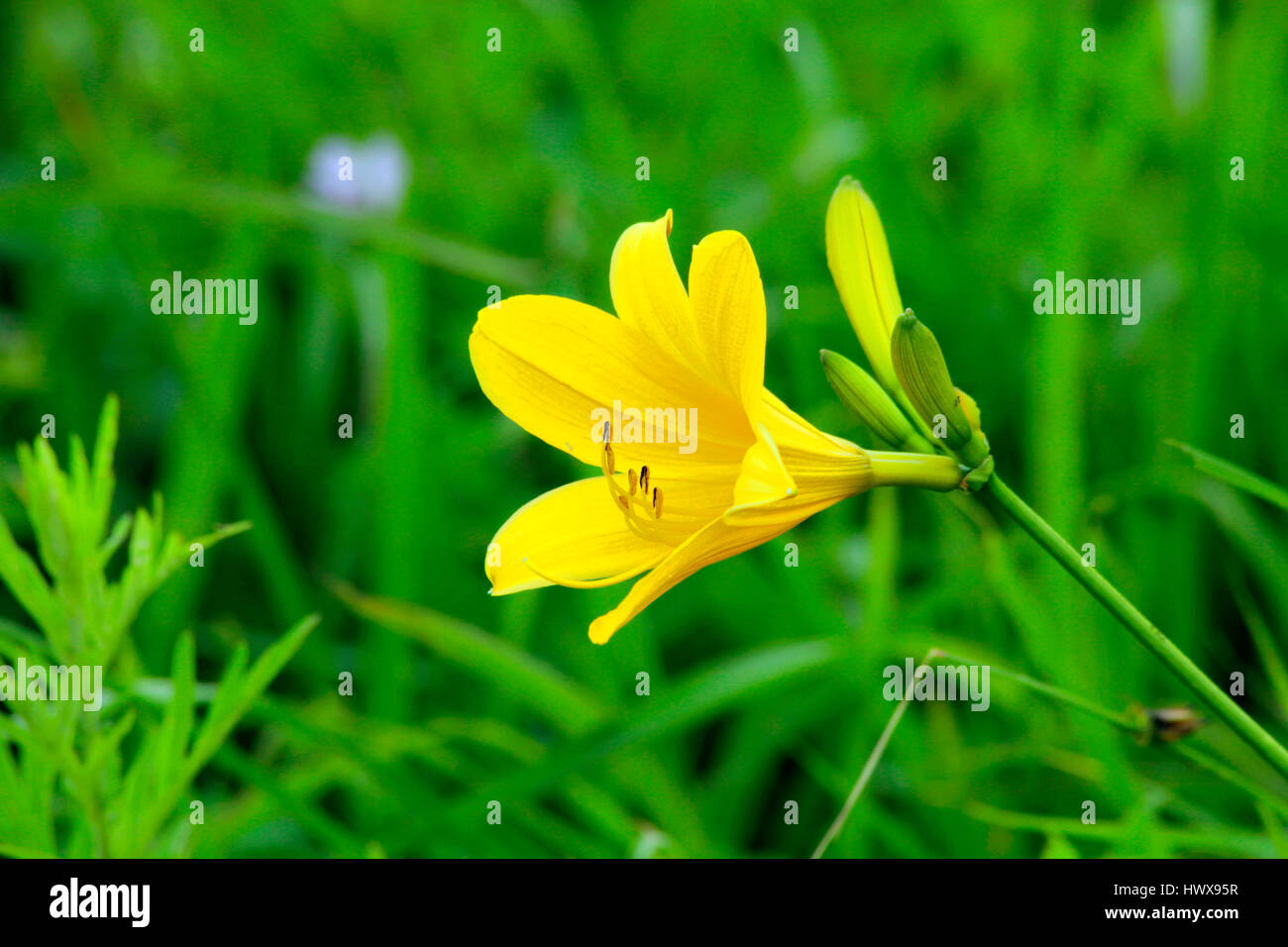 Nikkokisuge mit kleinen Insekten drauf montieren Kurumayama Nagano Japan Stockfoto