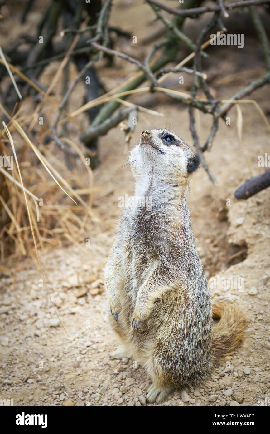 schöne Erdmännchen Mungo im Zoo beobachten Stockfoto
