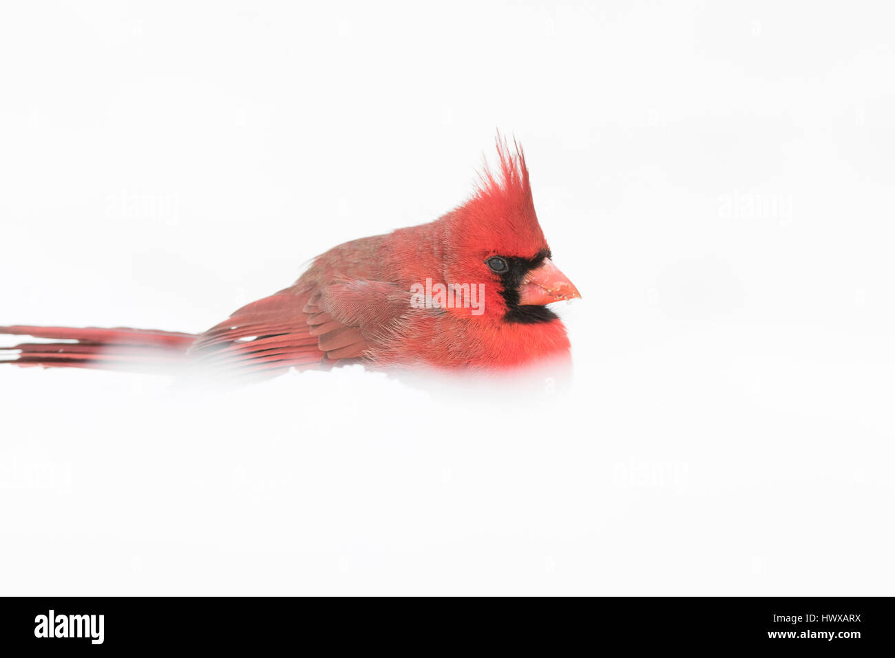 Winter, Kardinal - Vogel, Schnee, Vogel, Tier Tiere, keine Menschen, Tierfamilie, Tiere In freier Wildbahn, Familie, Finch, Fringillidae, Horizontal, männliche Ani Stockfoto