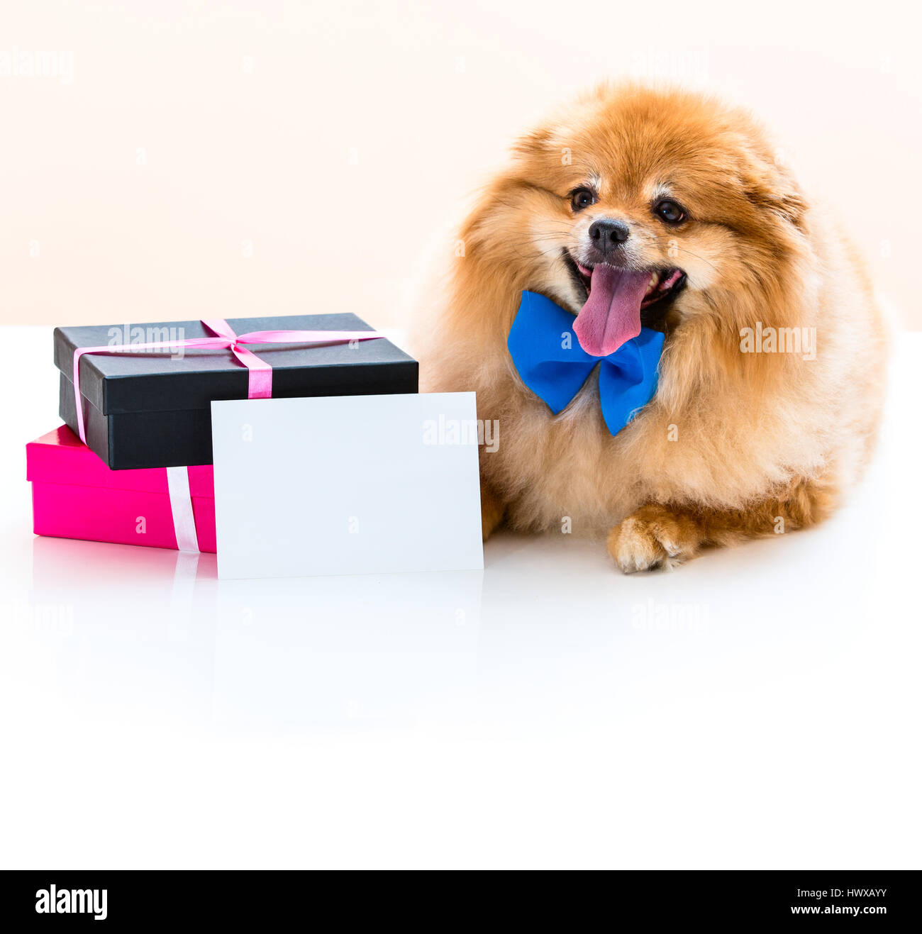 Spitz Hund sitzt neben der Geschenke Stockfoto