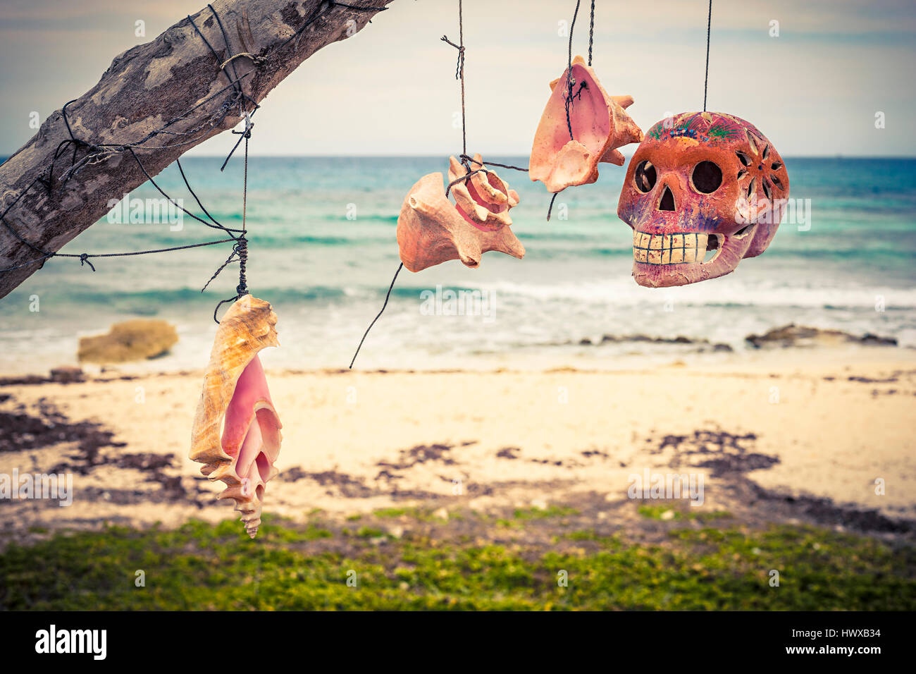Scoult Kopf und Muscheln am Strand in Mexiko hängen Stockfoto