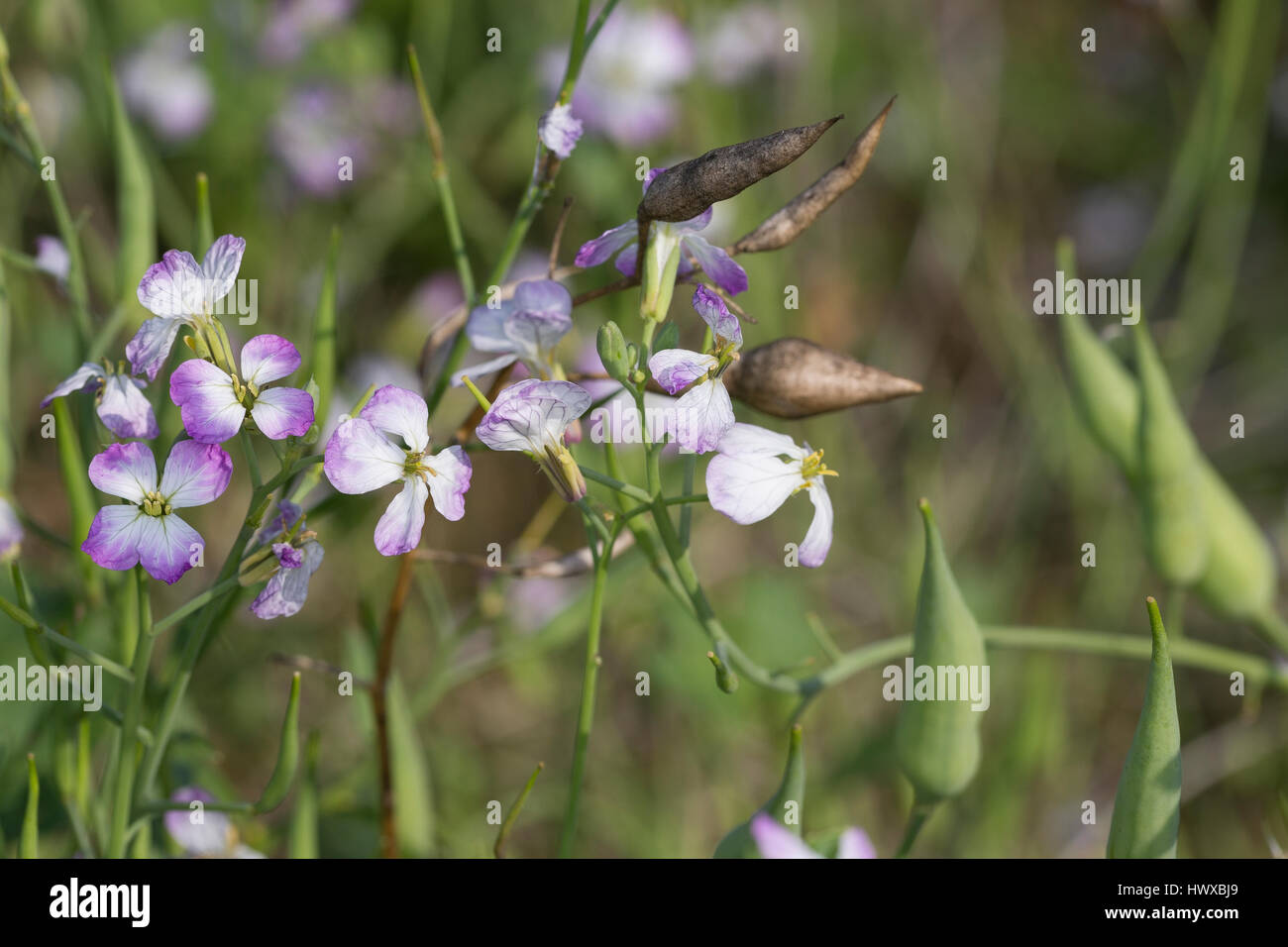 Garten-Rettich, Gartenrettich, Rettich, Raphanus Sativus, Rettich, Le Radis Stockfoto