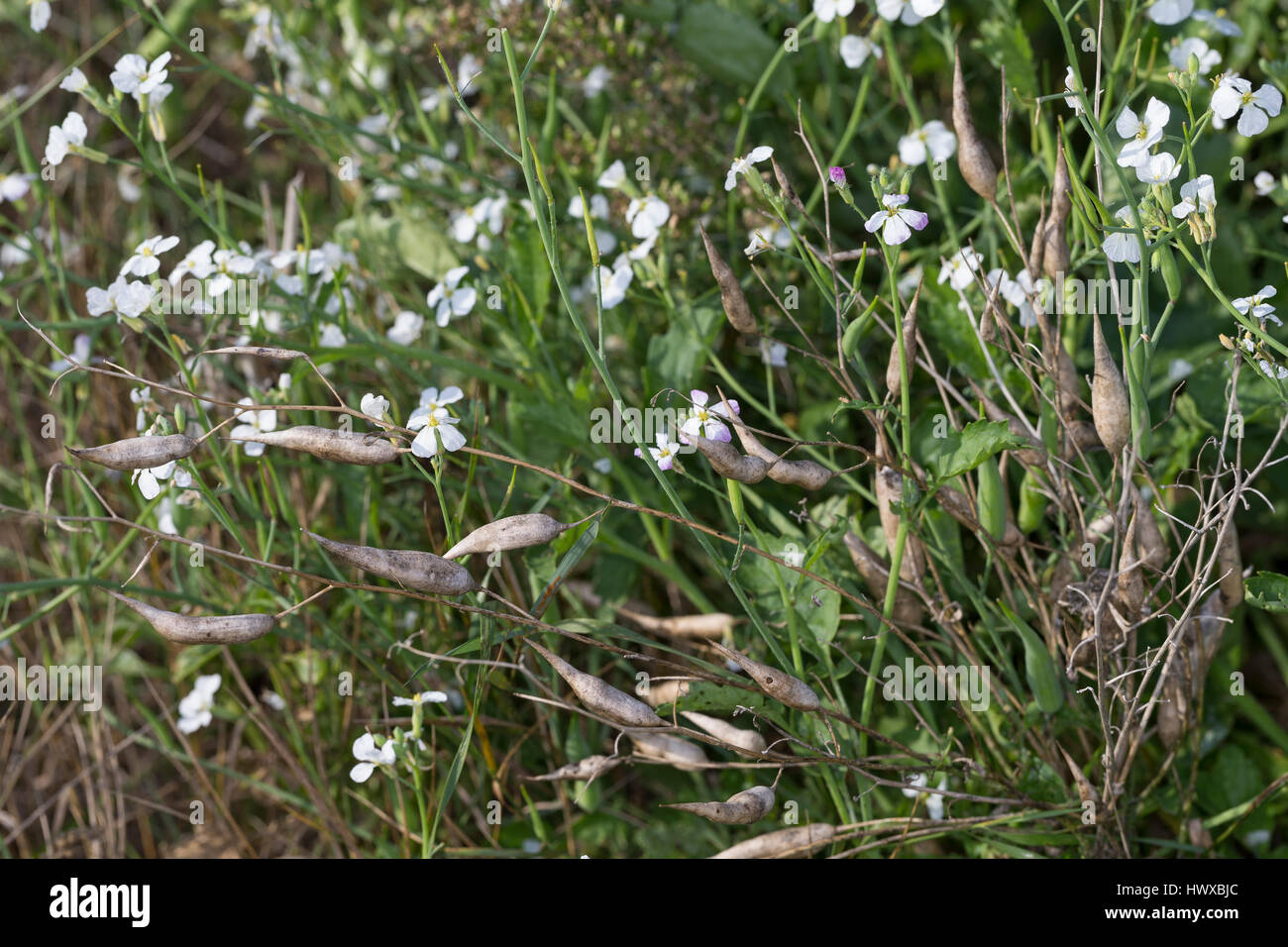 Garten-Rettich, Gartenrettich, Rettich, Raphanus Sativus, Rettich, Le Radis Stockfoto