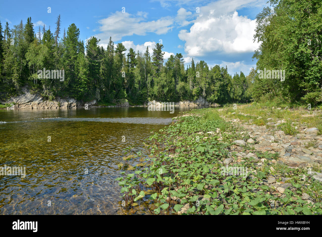 Jungfrau Komi Wälder, den Fluss Shchugor. Sommer Landschaft im Nationalpark 'Yugyd VA'. Stockfoto