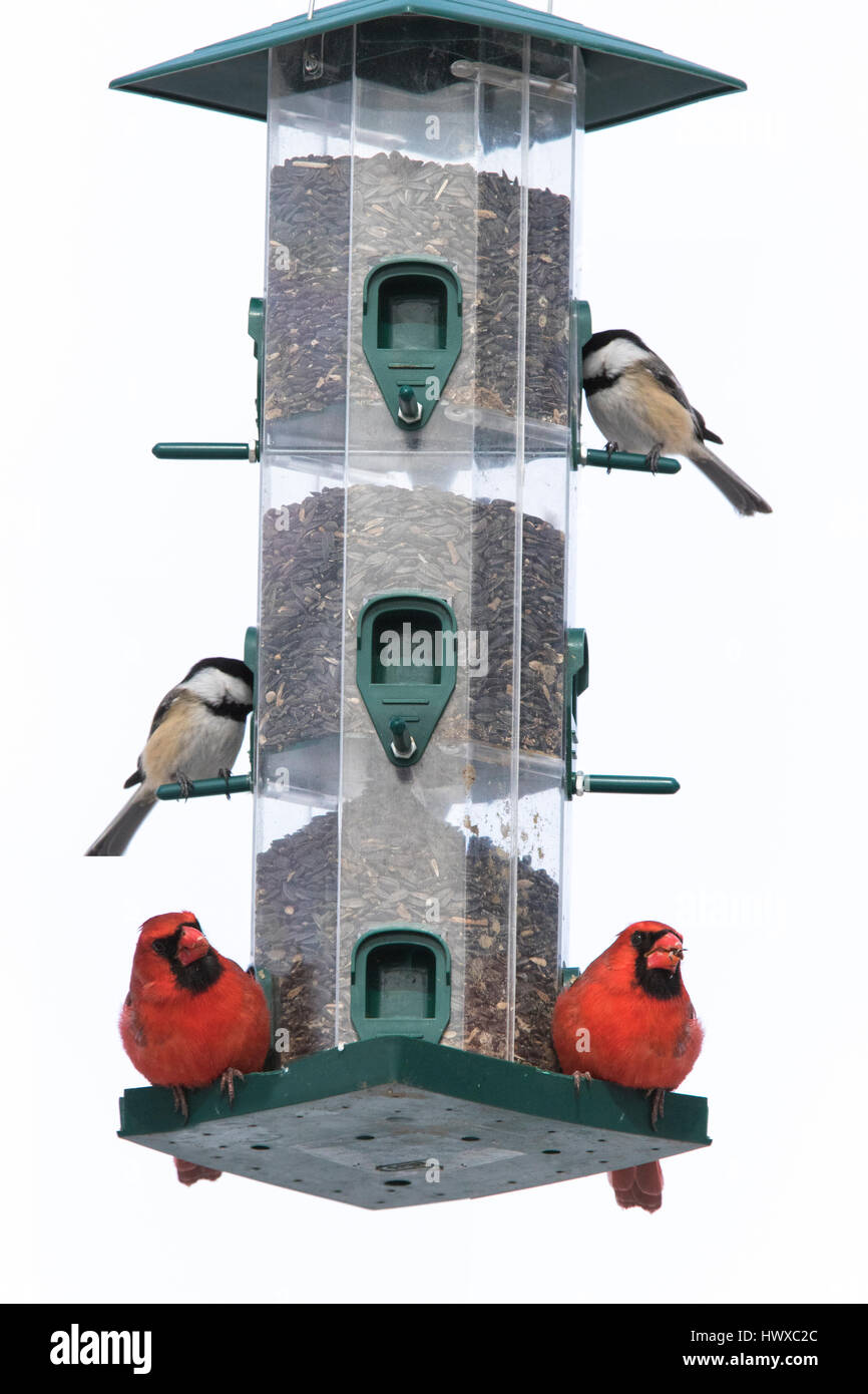 Nördlichen Kardinal im winter Stockfoto