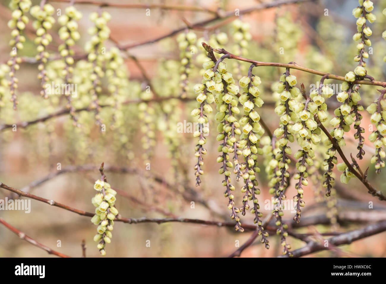Stachyurus Chinensis. Chinesische Stachyurus Pflanze im zeitigen Frühjahr. UK Stockfoto