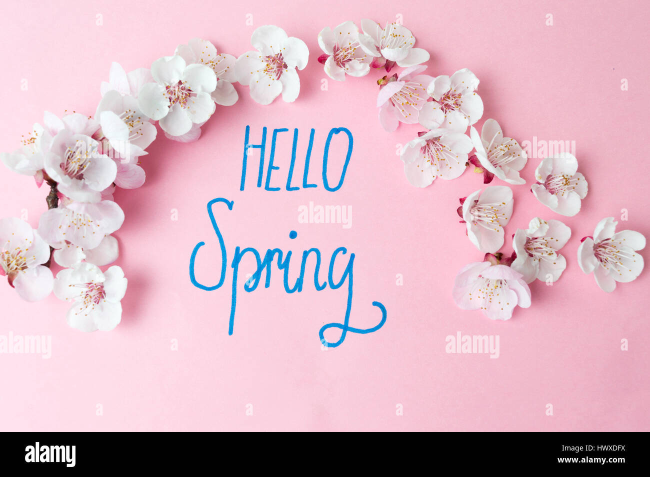 Hallo Frühling Kalligraphie mit Kirschblüten Blumen Stockfoto
