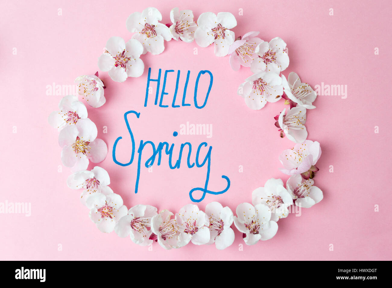 Hallo Frühling Kalligraphie mit Kirschblüten Blumen Stockfoto