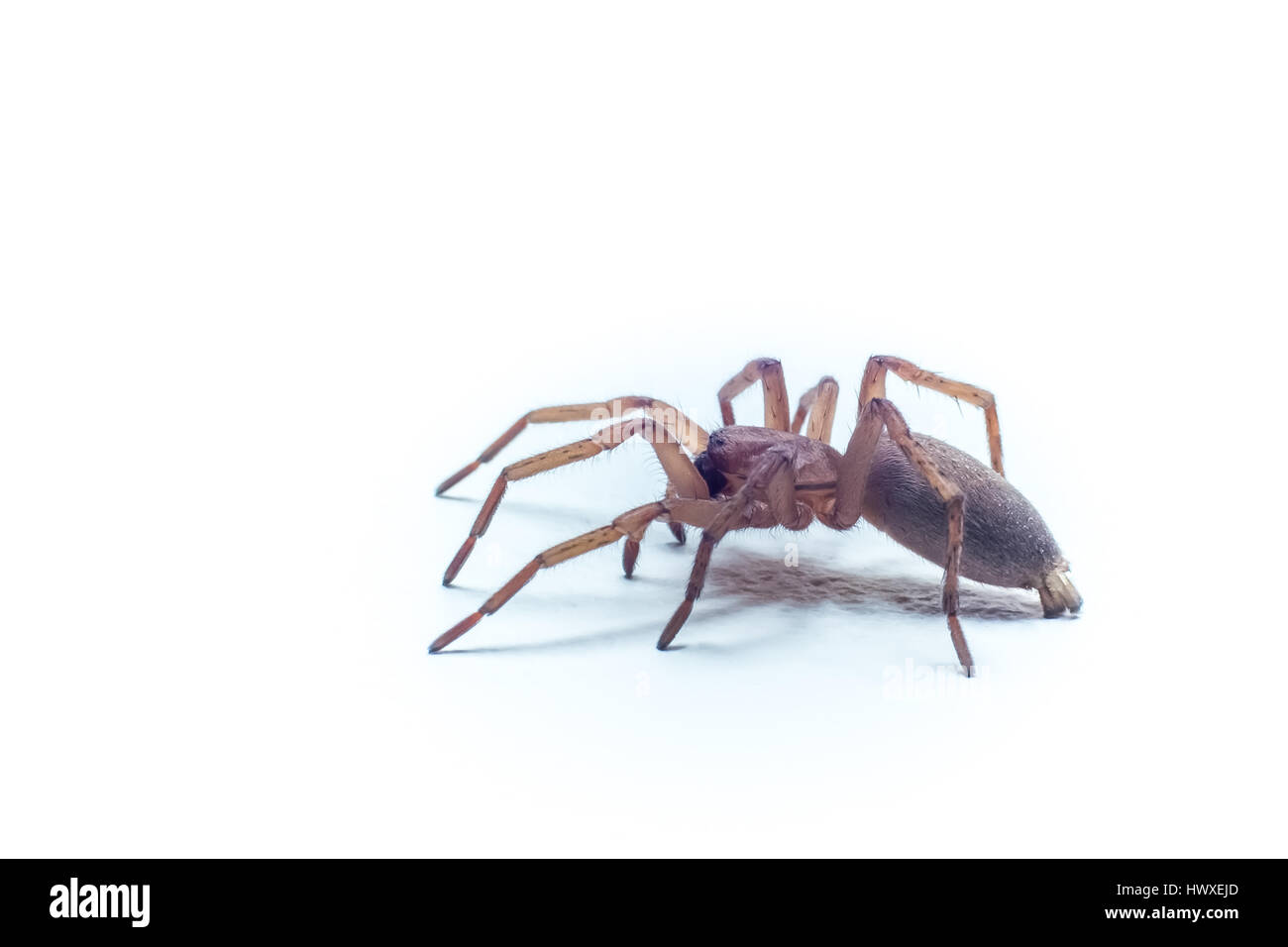 Makro Leichte Braune Haus Spinne Mit Weissem Hintergrund Stockfoto
