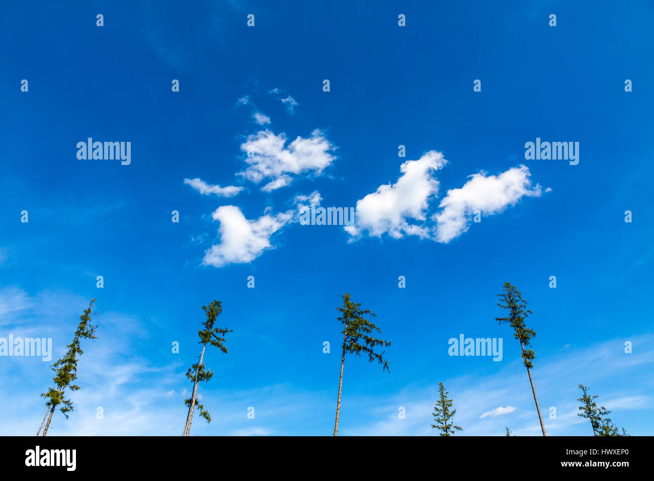 Blauer Himmelshintergrund mit weißen kleinen Wolken. Spitzen der Kiefern auf einen Vordergrund Stockfoto