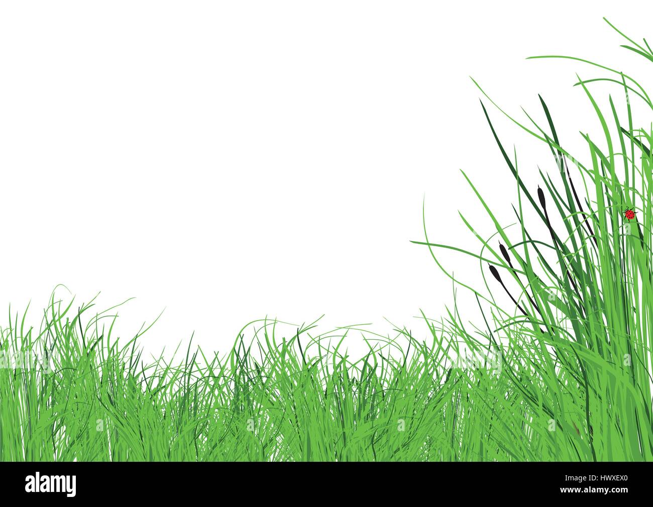Viele saftige Gras mit einem weißen Hintergrund Stock Vektor