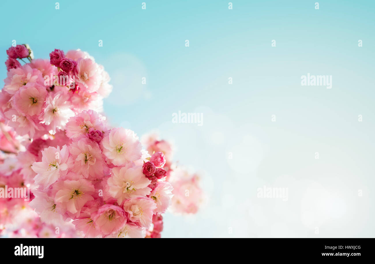 Kirschblüte Baum Frühling Hintergrund mit Textfreiraum Stockfoto