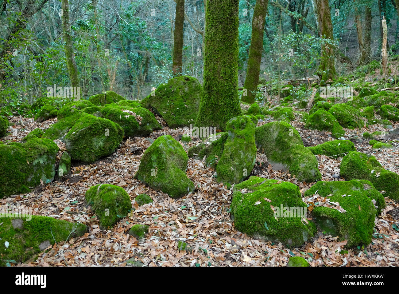 Steinen bedeckt mit grünem Moos im Zauberwald in Appennines Italien Stockfoto