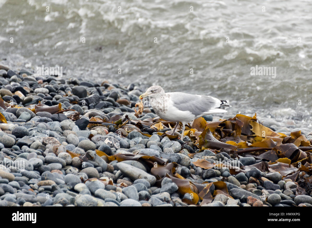 Seagull Essen eine Krabbe. Stockfoto