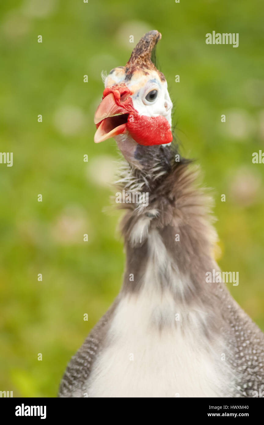 Perlhühner Kopf mit Schwerpunkt nur auf den Schnabel Stockfoto