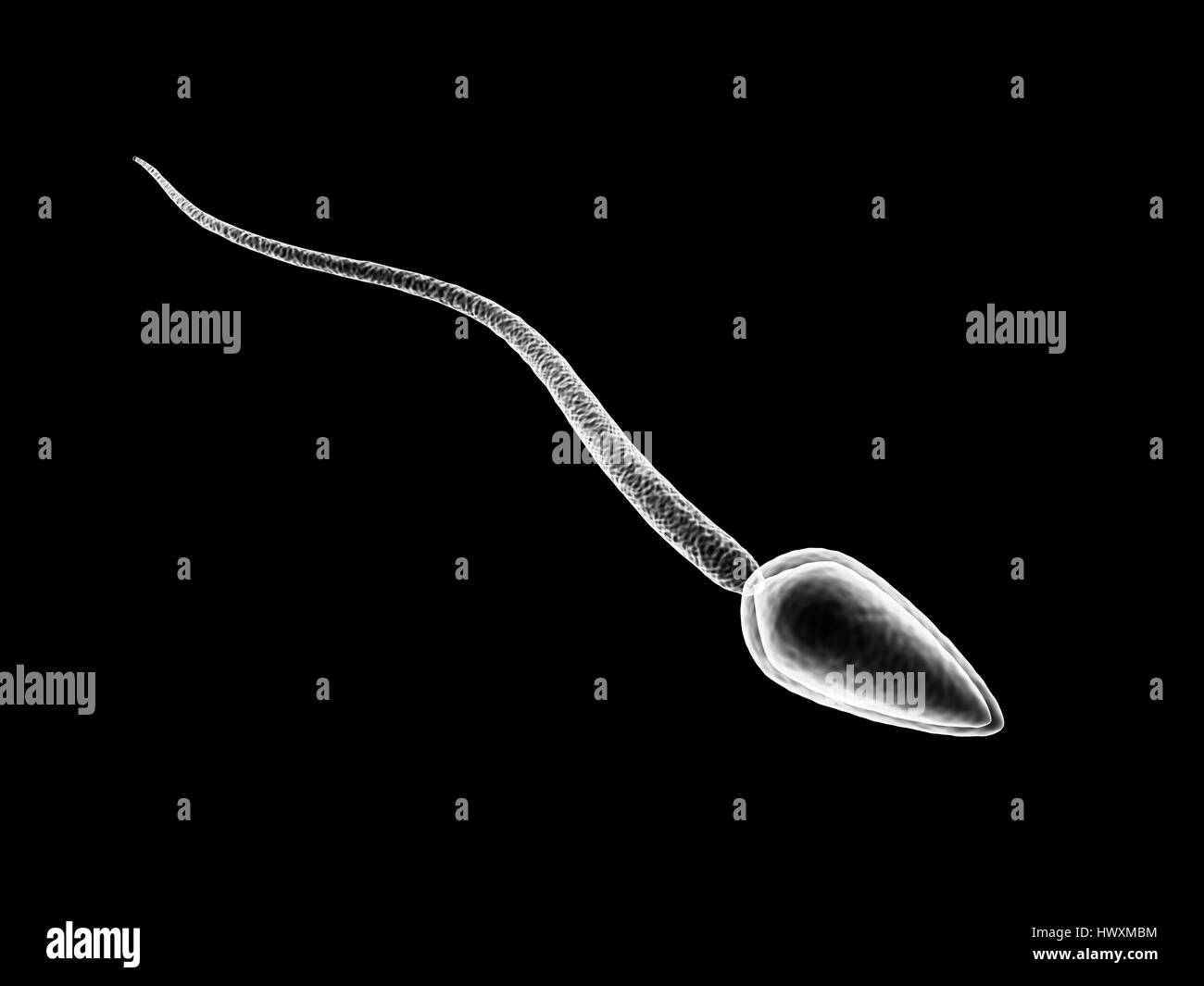 3D Darstellung der einzelnen Samenzelle auf schwarzem Hintergrund isoliert Stockfoto