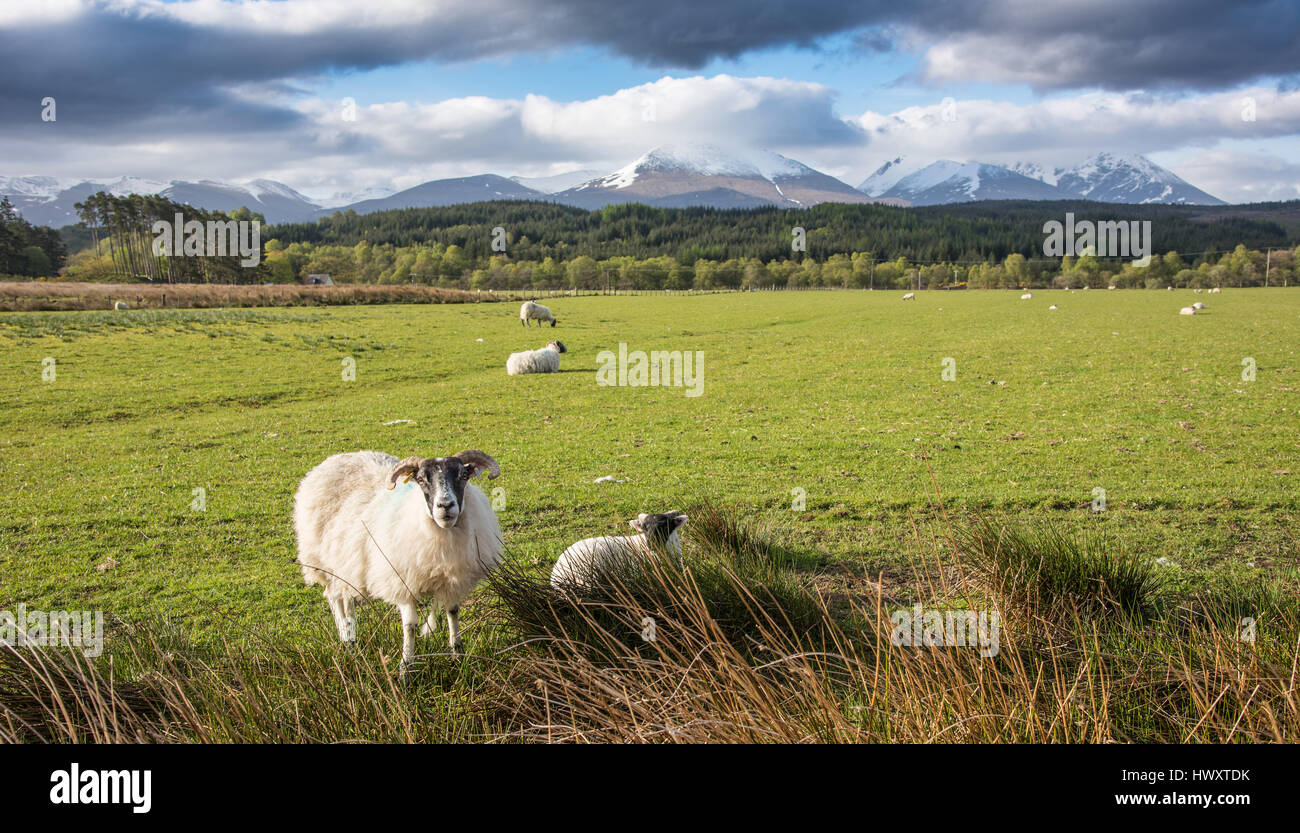 Schaf zu Gairlochy, mit Ben Nevis Range im Hintergrund. Stockfoto