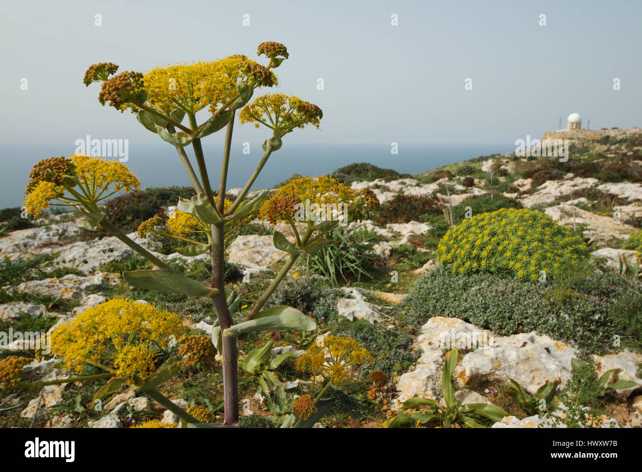 Riesigen Fenchel - Ferula Communis in Dingli Malta Stockfoto