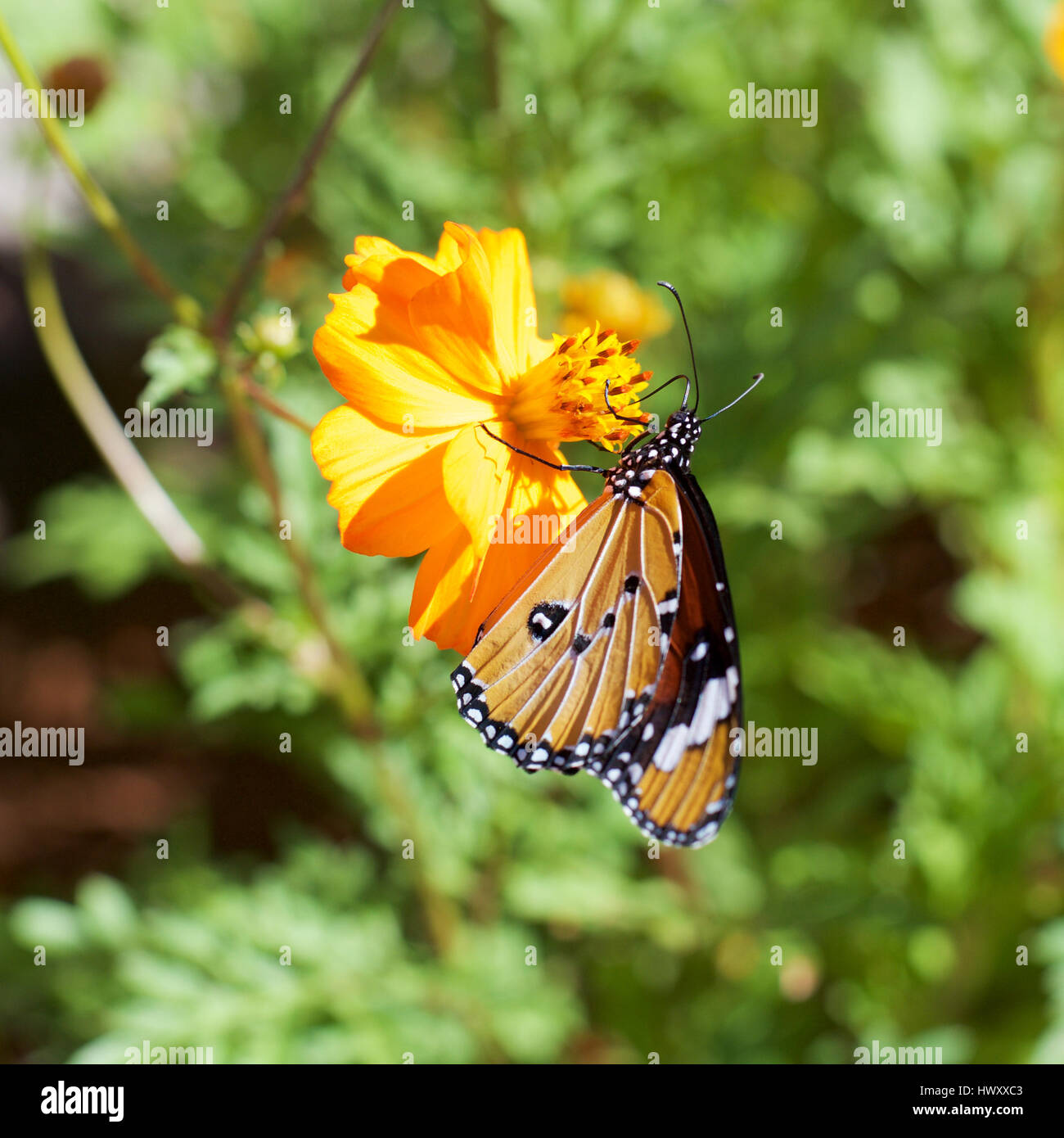 Monarch Danaus Wachen Orientis, afrikanische Monarch-Schmetterling, Plain Tiger. Afrikaans-Namen: Melkbosskoenlapper auf afrikanische Ringelblume Stockfoto