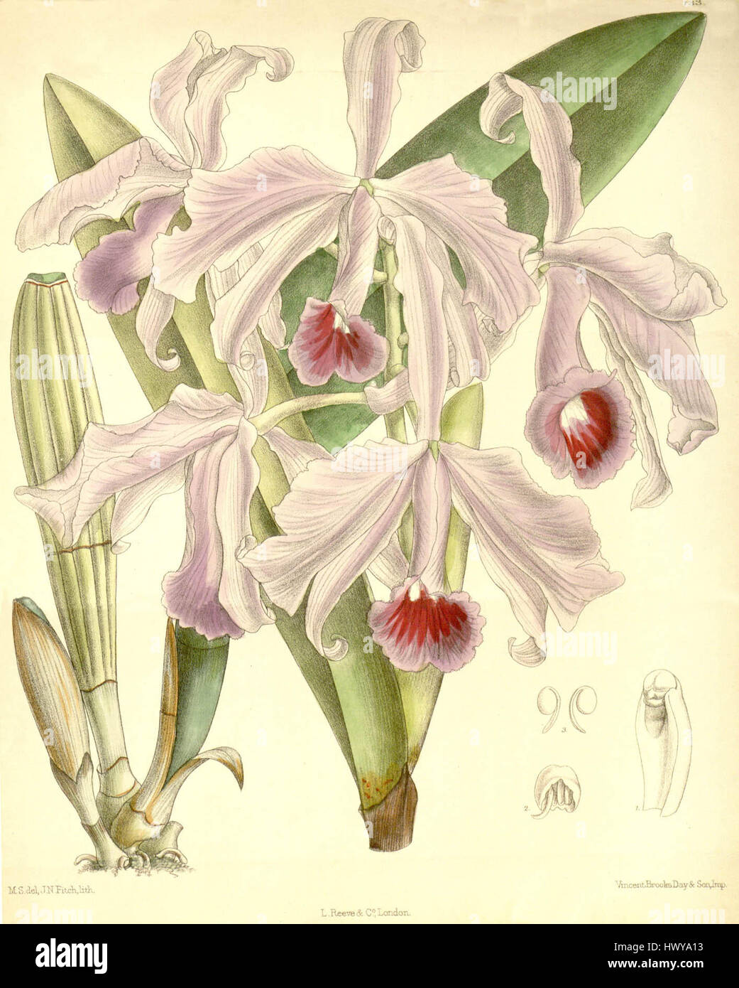Cattleya lawrenceana ist eine Orchideenart, die 1890 im Botanical Magazine von Curtis dargestellt wurde. Diese wunderschöne Blume ist bekannt für ihr markantes Aussehen mit großen, lebendigen Blüten. Es wurde in der botanischen Kunst für seine Schönheit und Seltenheit im Anbau während des späten 19. Jahrhunderts gefeiert. Stockfoto