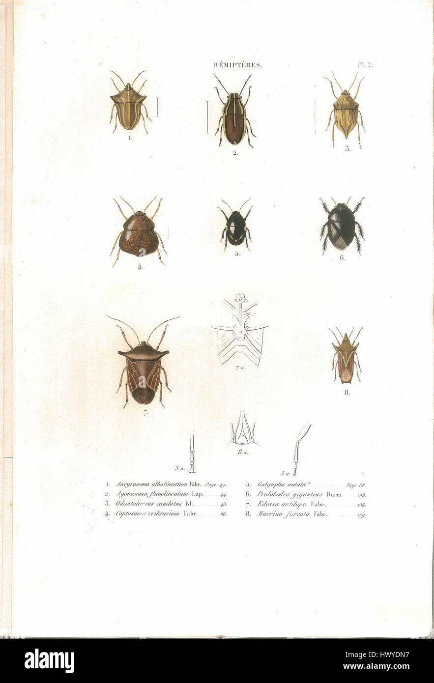 "Histoire naturelle des insectes. Hemipteres. Planche II' von C.J.B. Amyot ist eine wissenschaftliche Illustration aus dem 19. Jahrhundert, die Hemipterane (eine Art von Insekten) zeigt. Die Arbeit ist Teil einer naturgeschichtlichen Serie über Insekten. Stockfoto