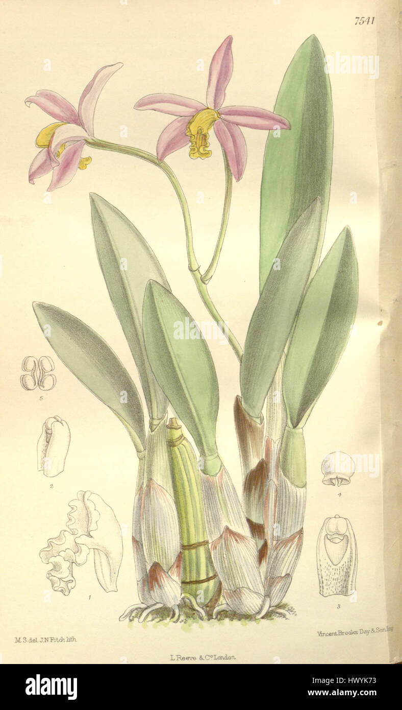 Cattleya Longipes oder Sophronitis Longipes (als Laelia Longipes) Curtis' 123 (ser. 3 Nr. 53) pl. 7541 (1897) Stockfoto