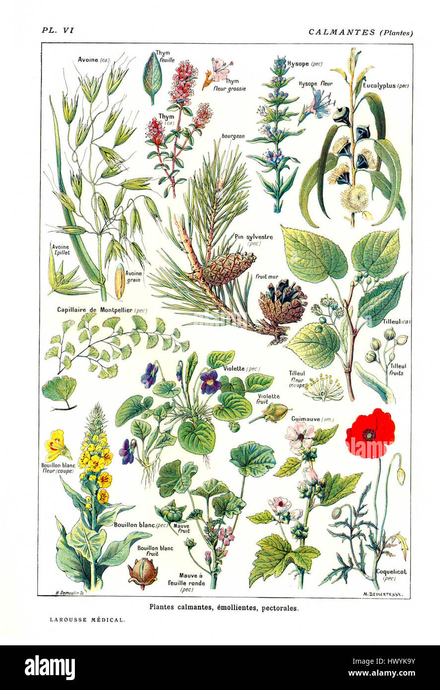 „Calmantes Plantes“ aus Larousse, veröffentlicht 1924, bezieht sich auf eine Heilpflanze, die zur Beruhigung oder Beruhigung verwendet wird. Diese Arbeit bietet wahrscheinlich einen detaillierten Überblick über verschiedene Pflanzen, die aufgrund ihrer therapeutischen Eigenschaften verwendet werden. Stockfoto