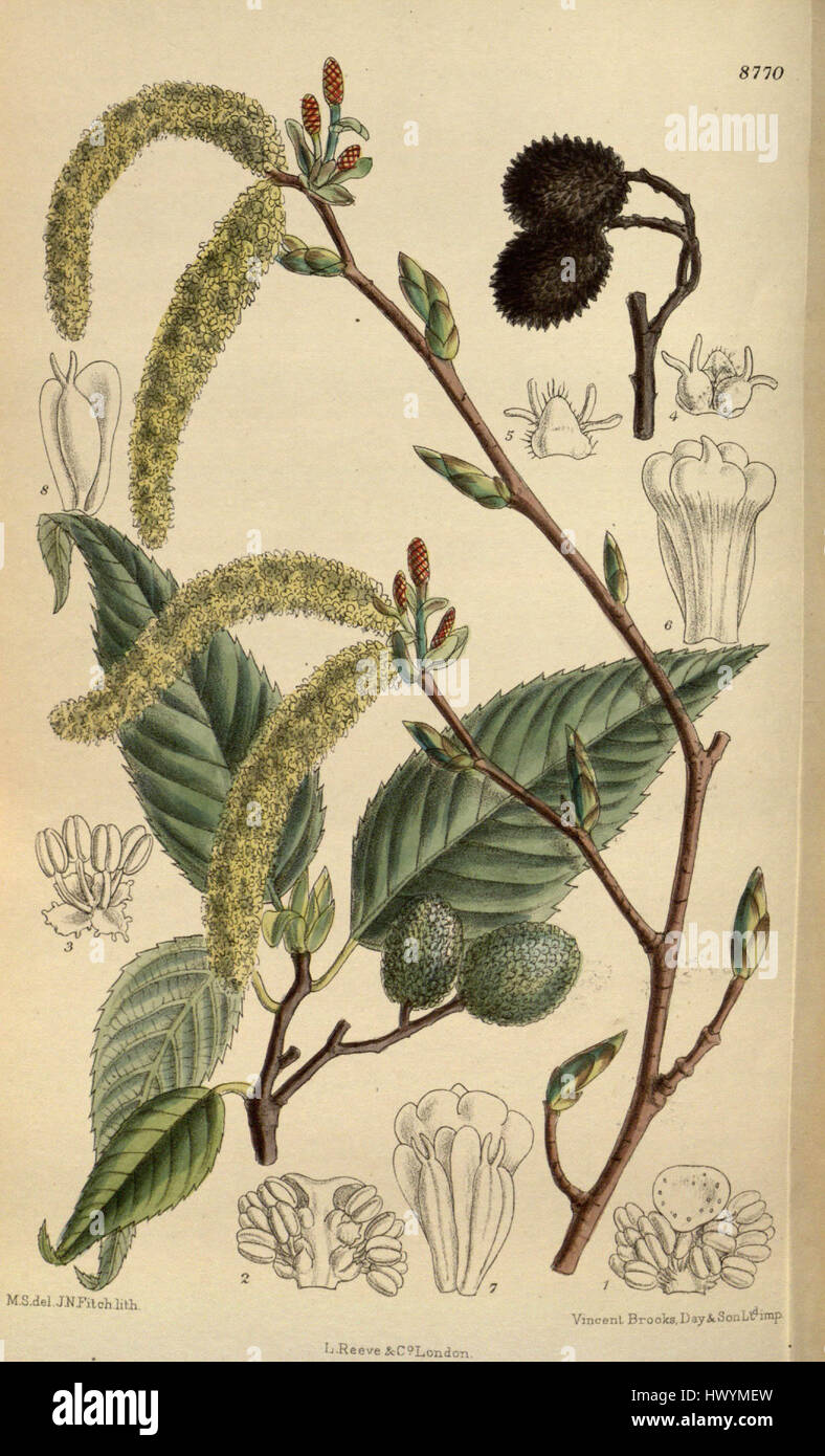 Alnus Firma, eine Erlenart, ist in Asien beheimatet. Sie wächst in feuchten Umgebungen und kommt häufig in Uferzonen vor. Bekannt für sein robustes Holz, wird der Baum häufig in Bau- und Landstabilisierungsprojekten verwendet. „Yasha 144 8770“ könnte sich auf eine bestimmte Variation oder Identifikationsnummer beziehen, die mit dieser Art in Verbindung steht. Stockfoto