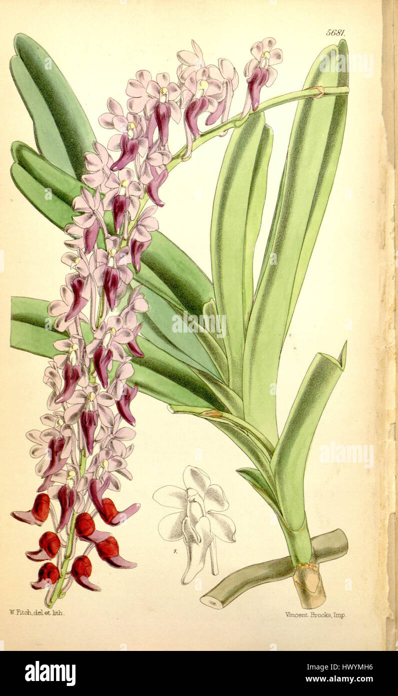 „Aerides huttonii“ (früher Saccolabium huttonii) ist eine Orchideenart, die 1867 im Botanical Magazine von Curtis illustriert wurde. Der Druck zeigt seine charakteristischen Merkmale, die typisch für tropische Orchideen sind. Stockfoto