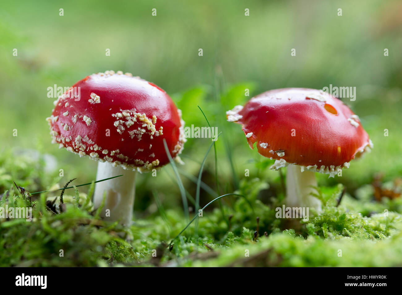 Zwei Fliegenpilze Stockfoto