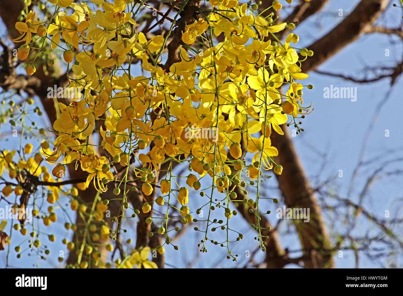 Goldene Dusche, Cassia Fistula, blühen im Baum. Konna in Kerala, Indien genannt und ist Bestandteil der hinduistischen Vishu Festspiele. Auch nationale Blume von Thailand. Stockfoto