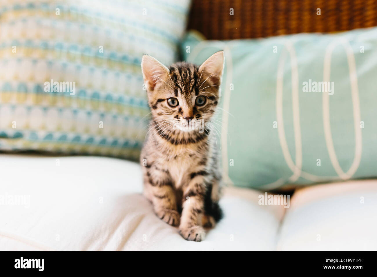 Acht Wochen alte Schildpatt Kätzchen auf sofa Stockfoto